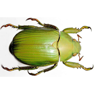 CHRYSINA ALPHABARRERAI